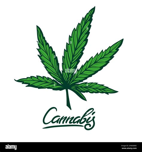 Cannabis Leaf Vector Sketch illustration. Hand Drawn Marijuana Leaf ...