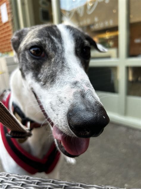 Boo Was Babe Kent Greyhound Rescue