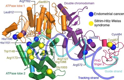 Nucleosome Chd Chromatin Remodeler Structure Maps Human Disease