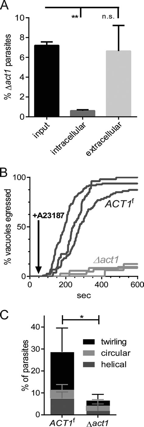 Toxoplasma Actin Is Required For Efficient Host Cell Invasion