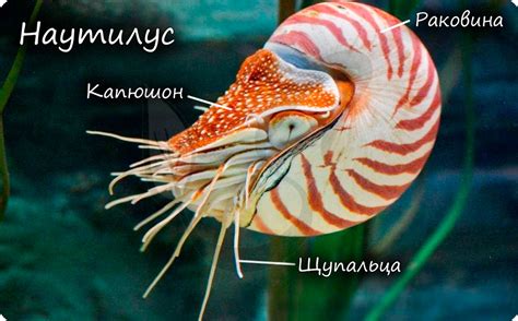 Класс головоногие, подготовка к ЕГЭ по биологии