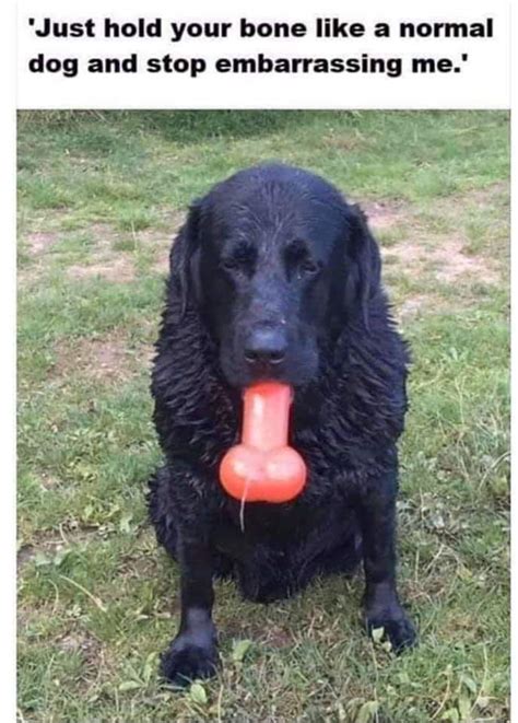 Bad Dog Rmeme