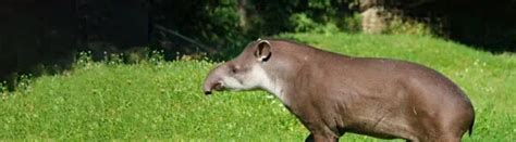 10 Tapir Facts About The Primitive Herbivore