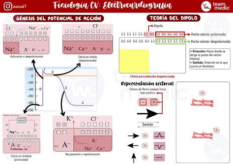 Cv Ekg Sem Sebas Guev Udocz