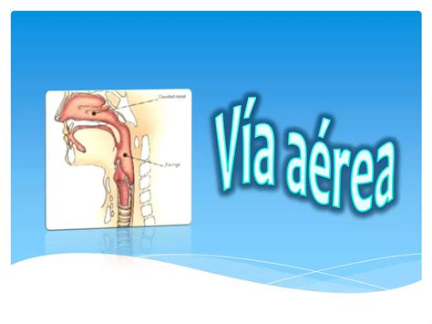 Diferencias Anat Micas Del Ni O Y Del Adulto Ppt