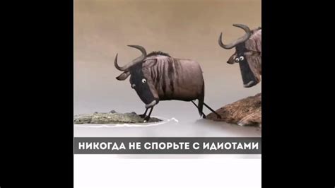 НИКОГДА НЕ СПОРЬТЕ С ИДИОТАМИ - YouTube