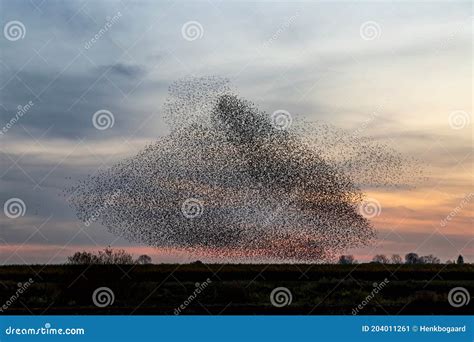 Starling Murmuration At Sunset In The Netherlands Stock Image Image