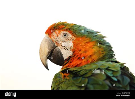 Una guacamaya blanca fotografías e imágenes de alta resolución - Alamy