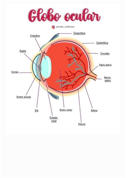 Anatom A De Globo Ocular Mundo D Enfermeria Udocz