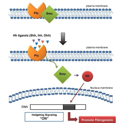 Pdf Potential Role Of Hedgehog Signaling In Radiation Induced Liver