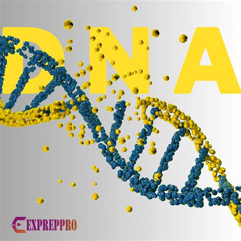 What Is Dna Or Deoxyribonucleic Acid Expreppro In