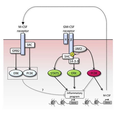 Signal Integration And Transcriptional Regulation Of The Inflammatory