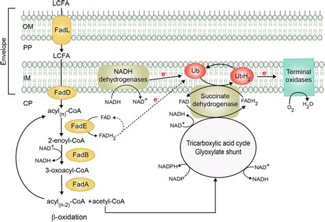 The Aerobic Lcfa Utilization Pathway In E Coli Exogenously Provided