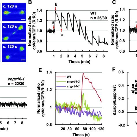 Heat Induced Cytosolic Ca Changes In Guard Cells Of Cngc And