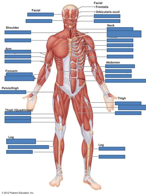 Ch 6 Muscle Lab Quiz Study Practice Anterior Muscles