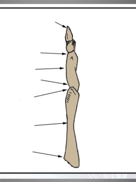 Phalanx Diagram Quizlet