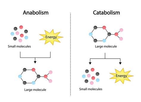 Anabolic Vs Catabolic Reaction Comparison Metabolism Stock, 53% OFF