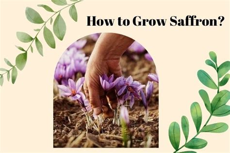 How To Grow Saffron Saffron Australia