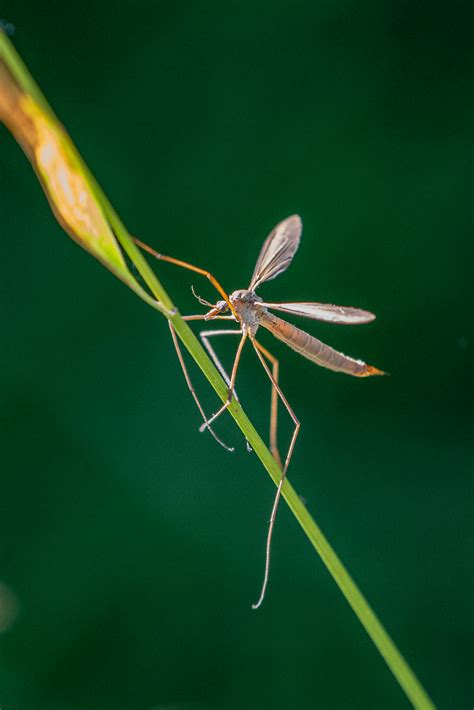 Wiesenschnake Tipula Paludosa 1 Wiesenschnake Tipula Flickr