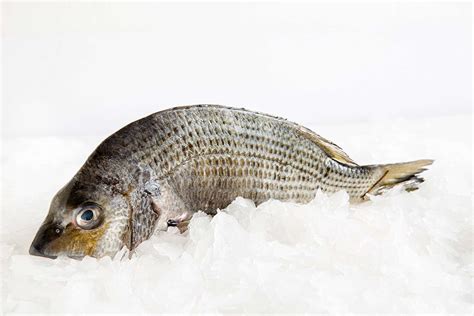 Silver Bream Whole Fish Delivery Manettas Seafood Market