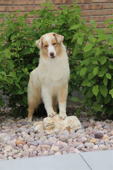 Phoebe Green Valley Australian Shepherds