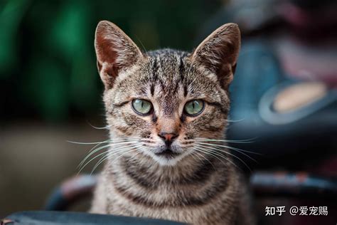 中国狸花猫 知乎