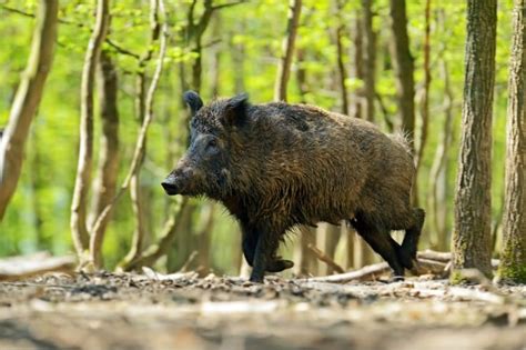 Wild Hog Hunting | Help Your Local Farmers While Bringing Home The Bacon