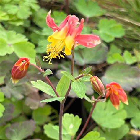 Aquilegia formosa - Western Columbine – Green Seed Gardens