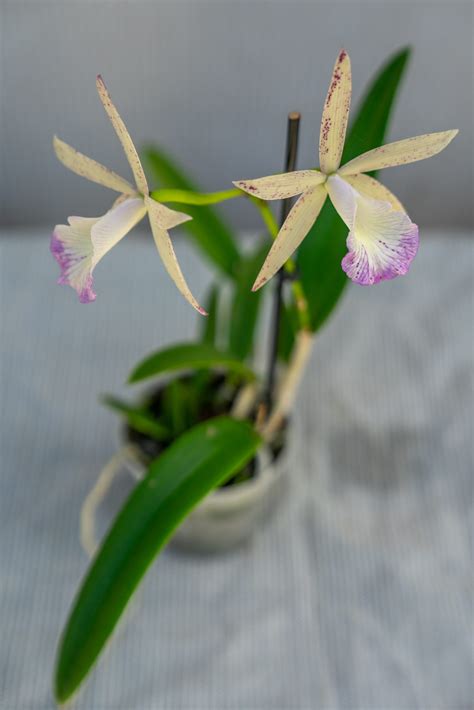 Brassavola Nodosa X C Lulu 305 Greenery Inc