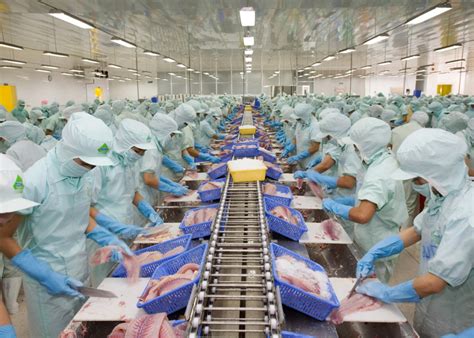 Sardine Production Line Packing Methods Skipjack Tuna Loin Tuna Loin Nutrition Tuna Loin