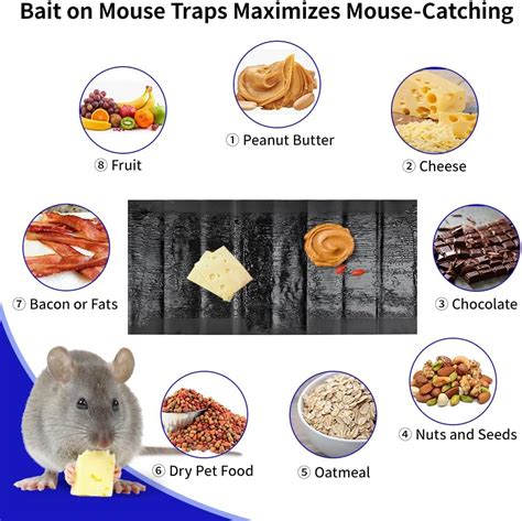 Paquete De Trampas Grandes Para Ratas De X Pulgadas Trampas