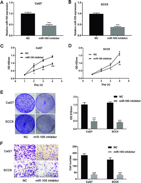 Downregulation Of Mir Expression Inhibits Growth And Invasion Of