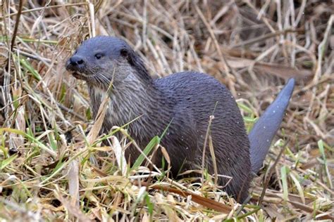 Broads wildlife and top 10 Broads wildlife spots | Visit Norfolk