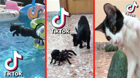 Los Mejores Tik Tok De Mis Gatos Chistosos Luna Y Estrella Con Mi Perro