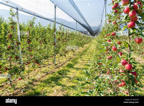 Intensive Fruit Production Or Orchard With Crop Protection Nets In