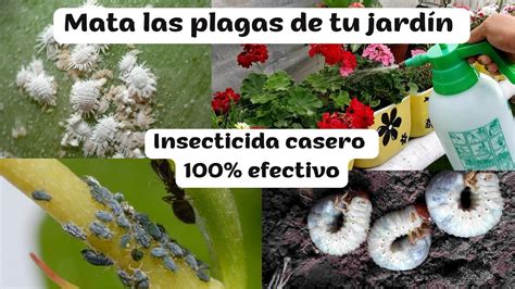 Increíble INSECTICIDA casero elimina todas las plagas de tus plantas