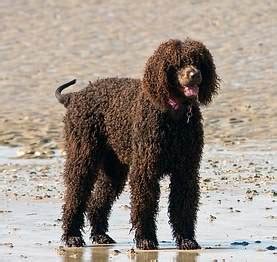 The Labradoodle Dog Breed - A Labrador Crossed With A Poodle | Dog shedding, Hairless dog ...