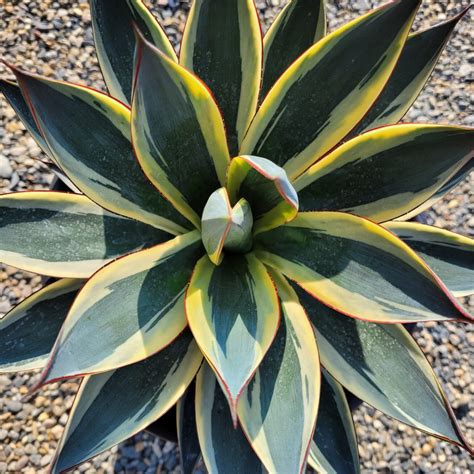 Agave 'Blue Glow Variegated' - Mid Valley Trees