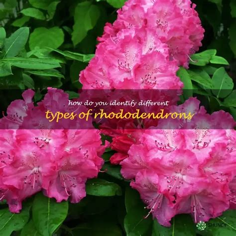 identify  types  rhododendrons  leaf  flower