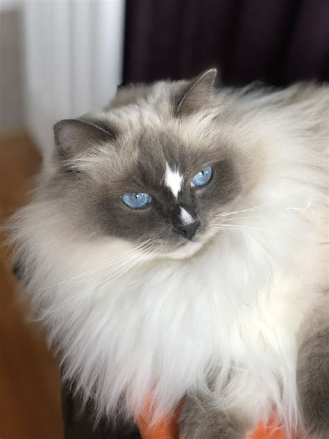 Ragdoll Cat