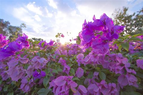 Does Bougainvillea Grow Fast Hunker