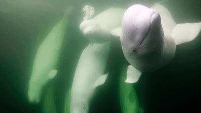 Finless Belugas Rely On Sea Ice To Escape Orcas, But It's Rapidly ...