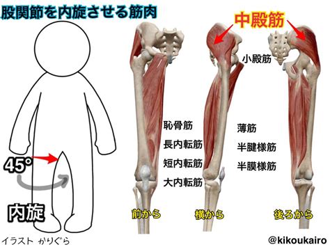 お腹痩せ必見！股関節を内旋させる筋肉①中殿筋②小殿筋 きこうカイロ施術院