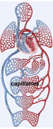 Cardiovascular System Blood Vessels Structure And Function