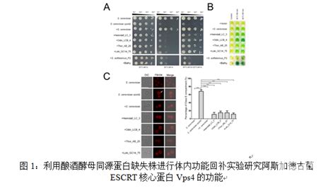 高等研究院李猛教授团队在微生物研究领域权威期刊mbio发表研究论文 科学研究 欢迎访问深圳大学学报人文社会科学版官网