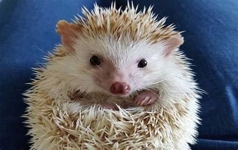 14 Funny Hedgehog Memes That Will Make You Smile - PetPress