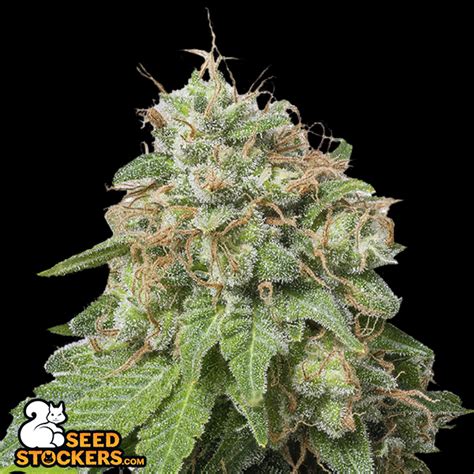 Seedstockers Seeds Green Crack Auto