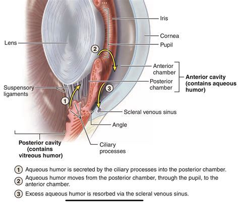 Aqueous Humor Formation Medizzy