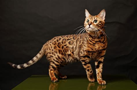 Physical Characteristics Bengal Cats