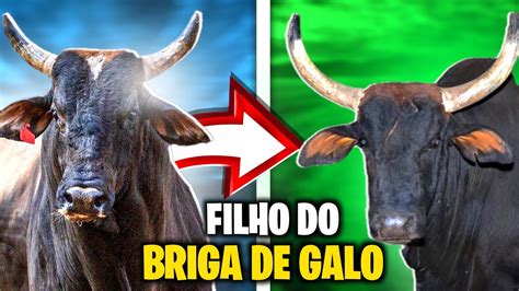 Filho Do Touro Briga De Galo Da Cia Tercio Miranda Youtube